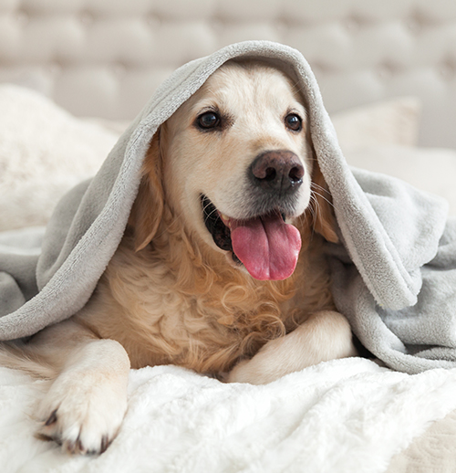 a happy dog on a hotel bed with a sheet over his head